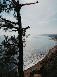 View of trees by river