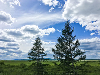 Pine trees on field against sky