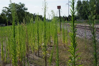 Plants growing on field against sky