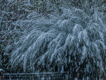 Close-up of grass