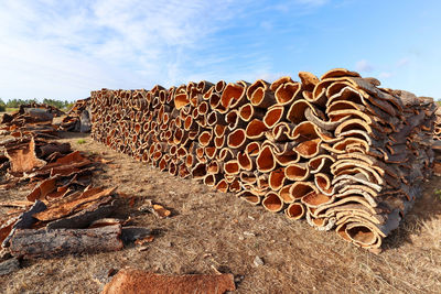 Harvested cork oak bark from the trunk of cork oak tree, quercus suber,  alentejo region, portugal