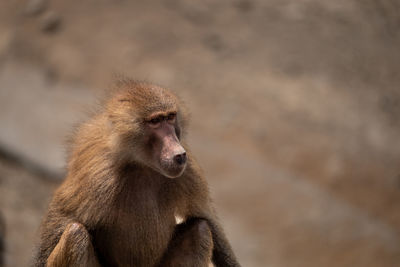 Close-up of monkey