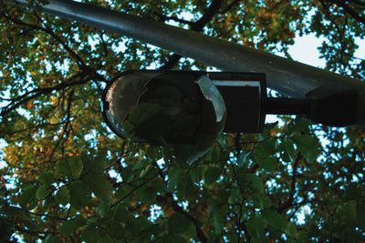 Low angle view of electric lamp hanging on tree