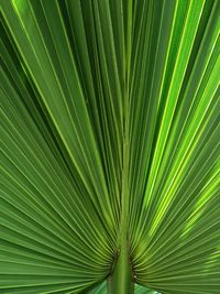 Full frame shot of palm tree