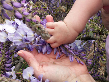 Close-up of hand holding purple flowers