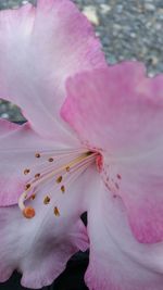 Close-up of pink flower