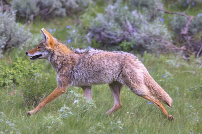 Close up of a coyote running though a field