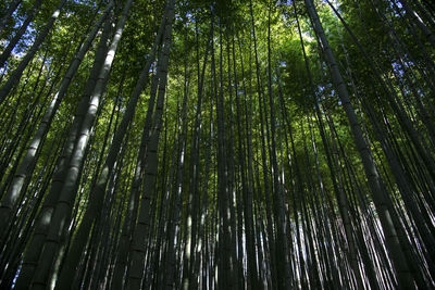 Low angle view of bamboo trees in forest