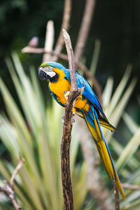 Close-up of parrot perching on branch