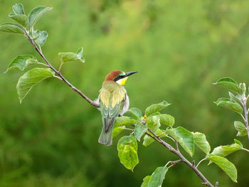 Bird perching on a branch