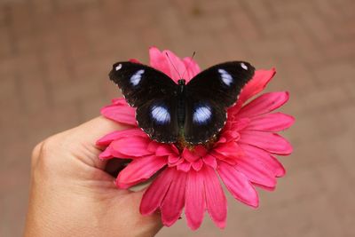 Close-up of hand holding pink flower