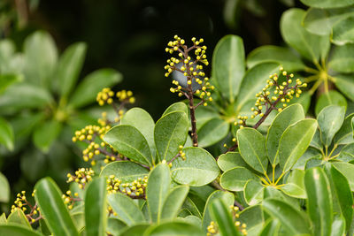 Close-up of plant