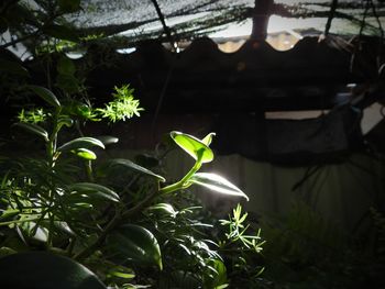 Close-up of fresh green plants