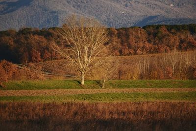 Scenic view of field against mountain