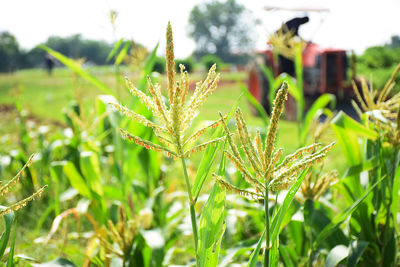 Close-up of crops growing on field