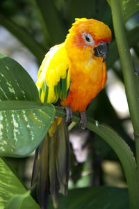 Close-up of sun conure perching on plant