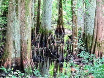 Panoramic shot of trees growing in forest
