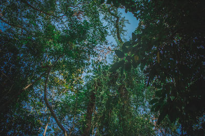 Low angle view of trees against sky