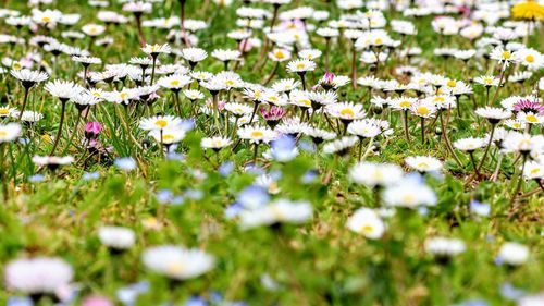 Close-up of purple flowering plants on field