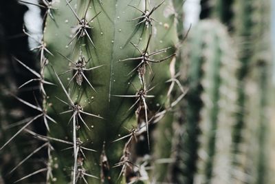 Close-up of cactus plant