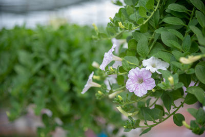 Close-up of purple flowering plant