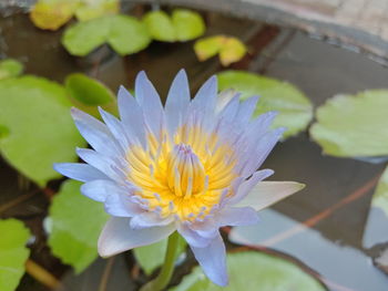Close-up of lotus water lily in pond