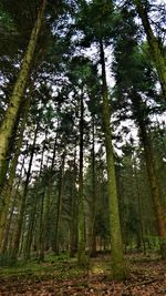 Low angle view of bamboo trees in forest