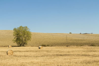 Scenic view of field against clear sky