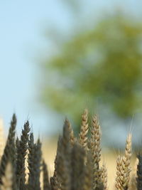 Close-up of fresh plants against sky