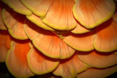 Close-up of bananas