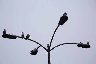 Low angle view of bird perching on railing