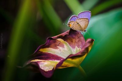 Close-up of butterfly on flower