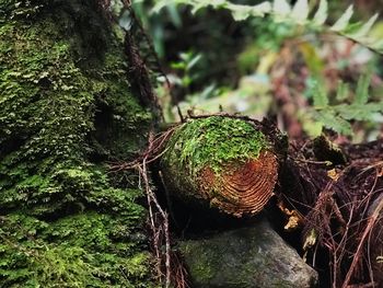 Close-up of moss growing on tree trunk