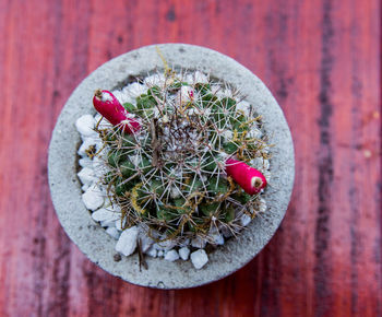 Close-up of potted plant