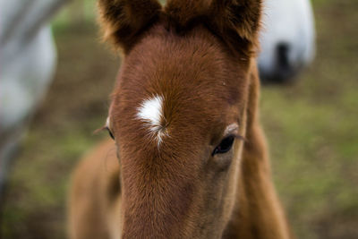 Head and eyes of a baby horse