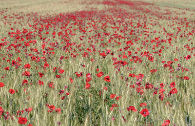 Close-up of poppy flowers growing in field