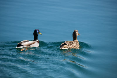 Ducks swimming in lake