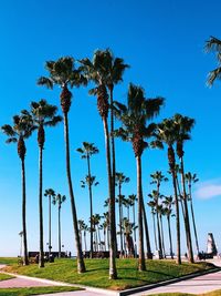 Palm trees against clear blue sky