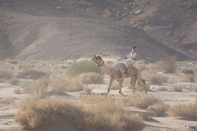 Man riding horses on field against sky