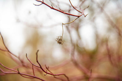 Close-up of spider on flower