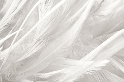 Vintage color trends chicken feather texture background