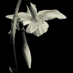 Close-up of white flower blooming against black background