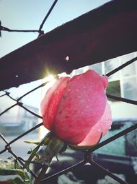 Close-up of pink rose against water