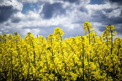 Scenic view of oilseed rape field against sky