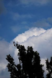 Low angle view of trees against cloudy sky