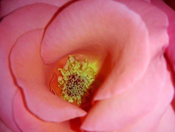 Extreme close-up of pink rose flower