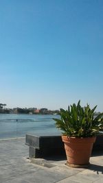 Potted plants on beach against clear blue sky