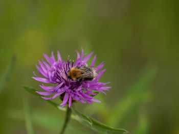 Close-up of bee pollinating flower