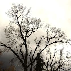 Low angle view of tree against sky