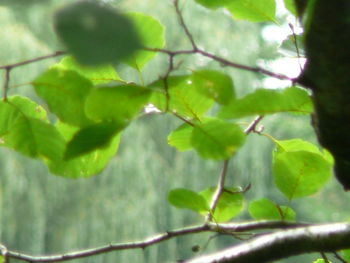 Close-up of plant